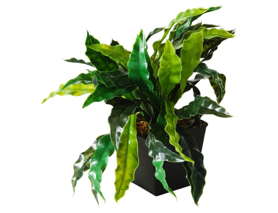 Искусственное растение АСПЛЕНИУМ, в горшке, пластик, 12 см