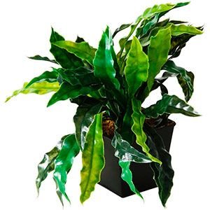 Искусственное растение АСПЛЕНИУМ, в горшке, пластик, 12 см