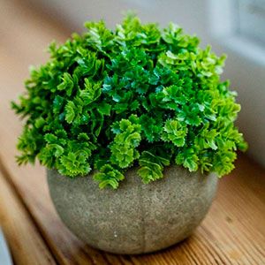Искусственное растение в горшке BUSH BALL, пластик, зелёное, 12х13 см