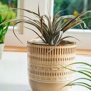 Декоративная ветка ТИЛЛАНДСИЯ, PVC, серая, 26х30 см