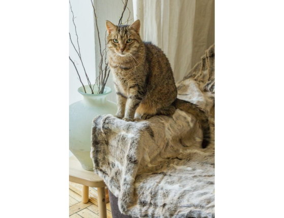 Меховой плед SOFT COMFORT, бежевый, 150х130 см