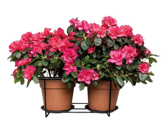 Подвесной держатель для двух кашпо РИГБИ, металл, черный, 38х28 см