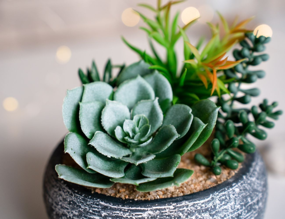 Искусственные растения в кашпо СУККУЛЕНТЫ – АССОРТИ, 17х13 см